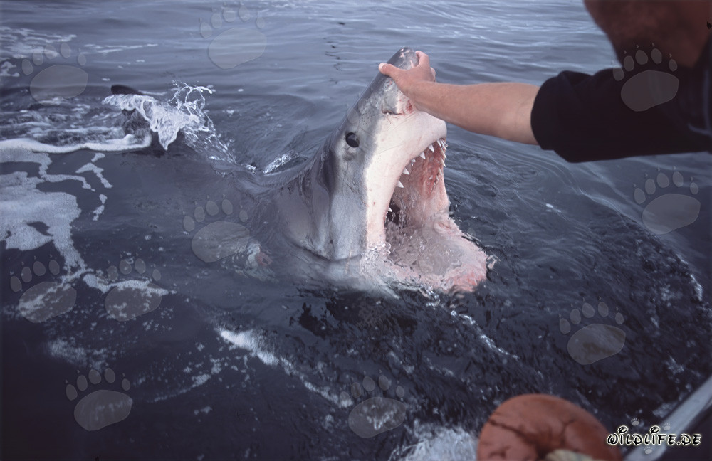 Fascinating Great White Shark displaying its impressive jaws at the water surface