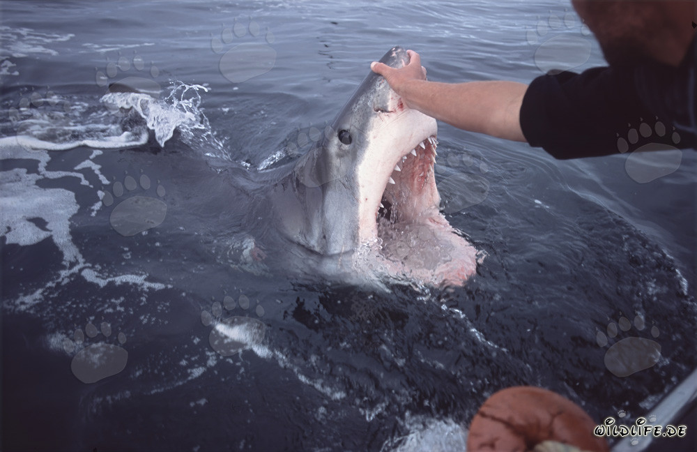 Fascinante tiburón blanco muestra su imponente mandíbula en la superficie del agua