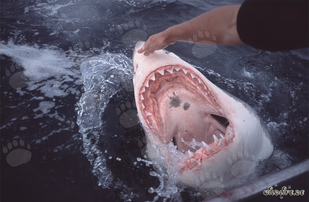 La fascinante vue dans la gueule du grand requin blanc