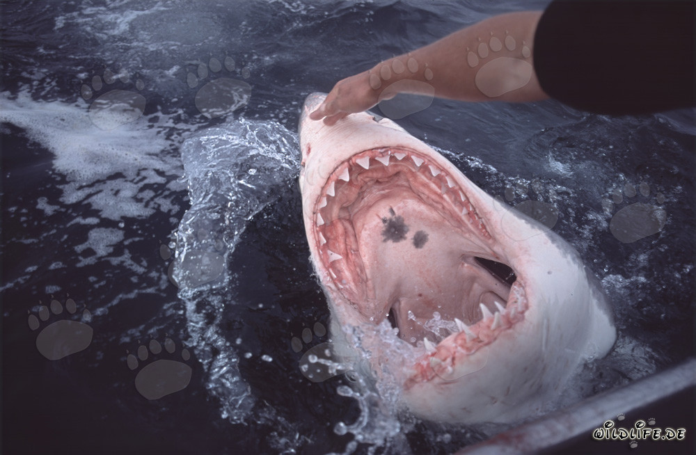 An intriguing glimpse into the mouth of the Great White Shark