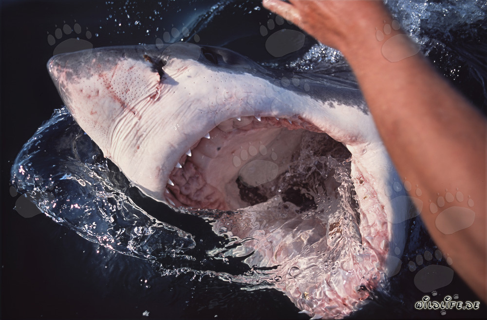 Les grands requins blancs - Des chasseurs fascinants des océans