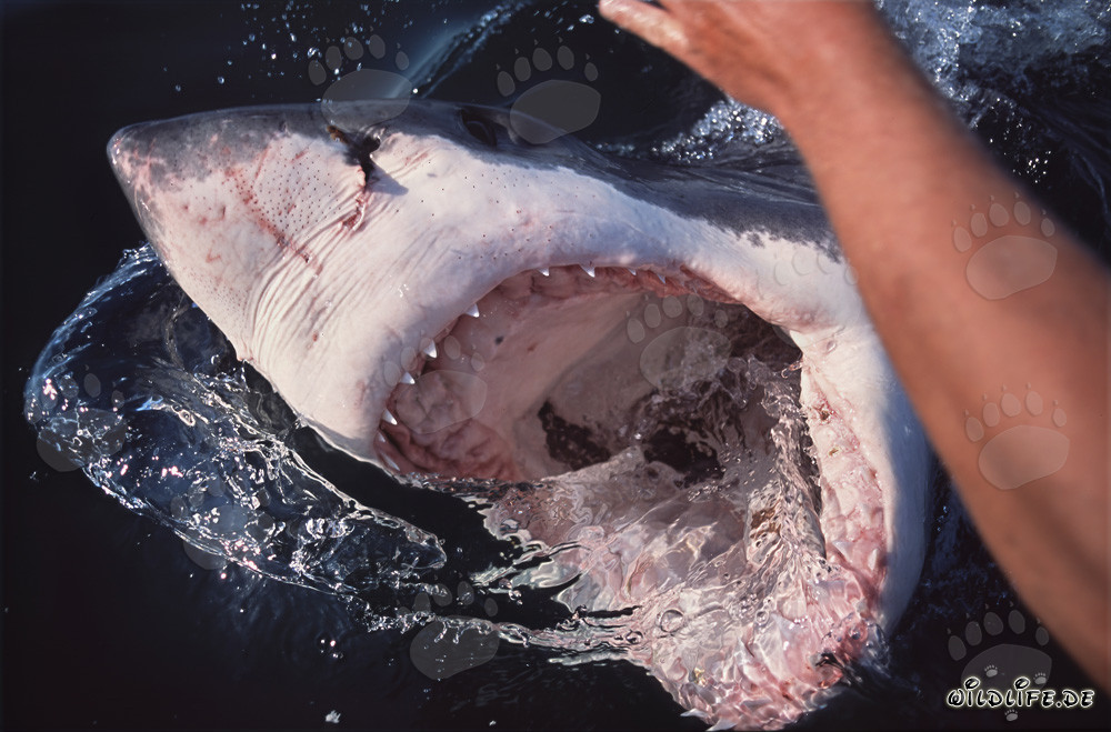 Squali bianchi - Affascinanti cacciatori degli oceani