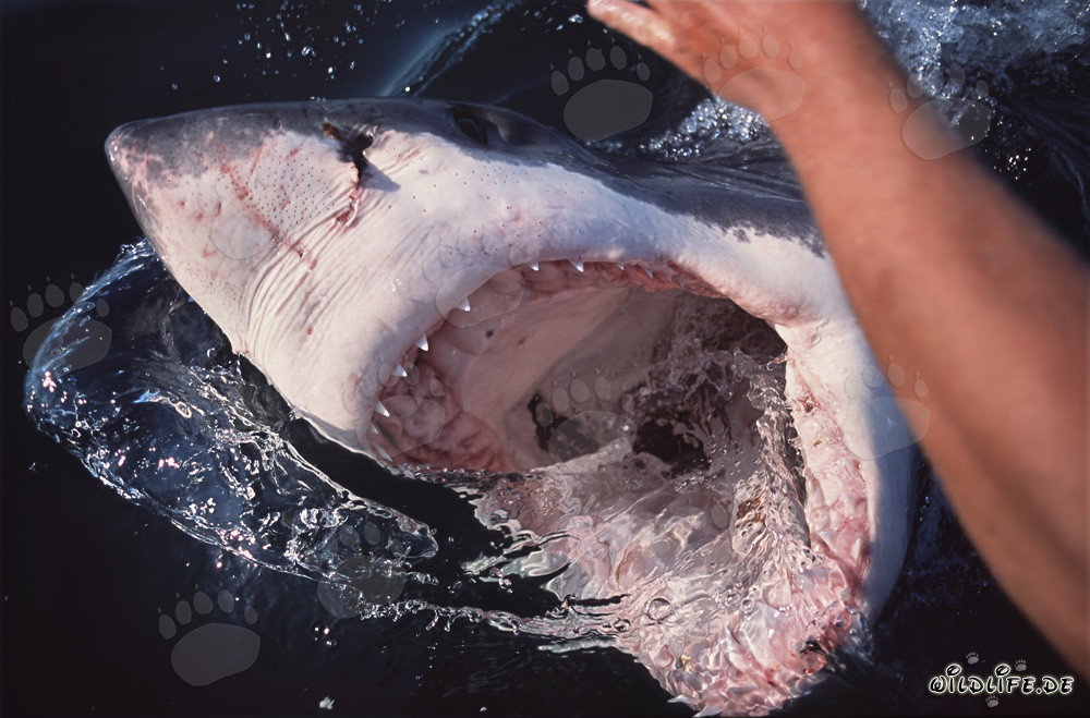 Tiburones blancos - Fascinantes cazadores de los océanos