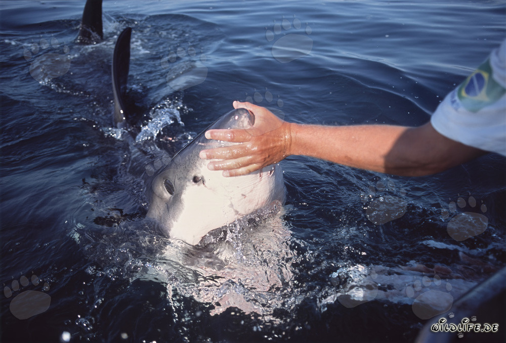 Touching the sensitive snout tip of a Great White Shark: An unusual encounter