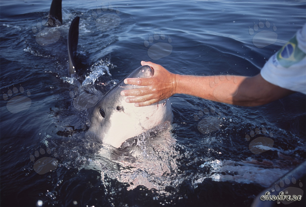 Contacto con la sensible punta del hocico de un tiburón blanco: Un encuentro inusual