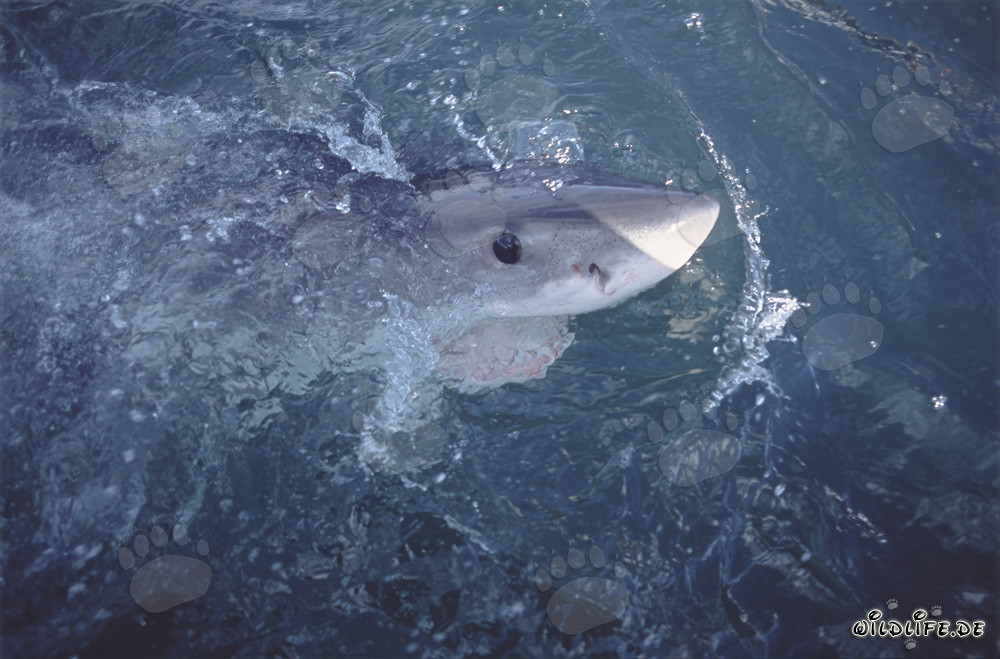 Intense gaze of a dark blue Great White Shark