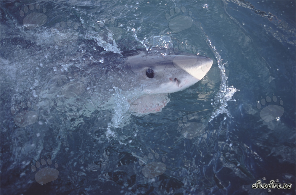 Regard intense d'un grand requin blanc aux yeux bleus sombres