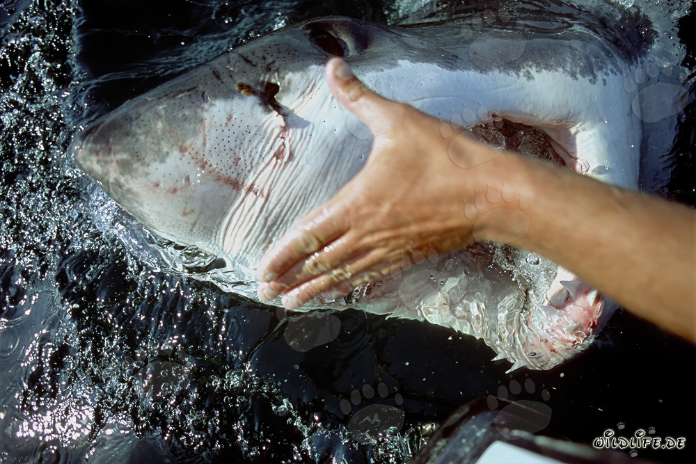 The fascinating encounter with the great white shark's nose