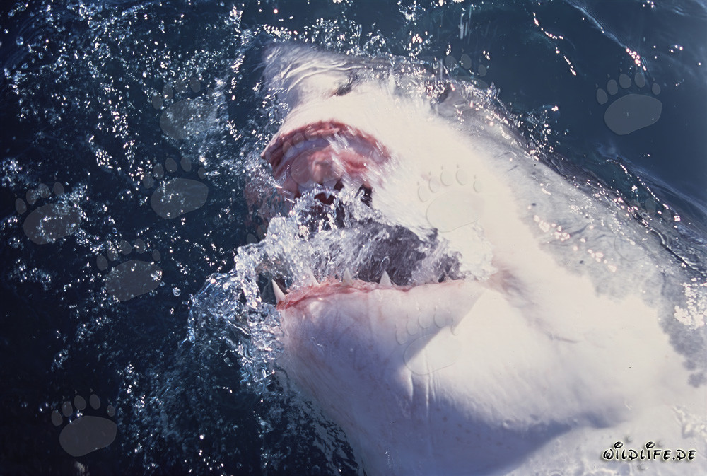 Impressive Great White Shark breaking through the ocean surface