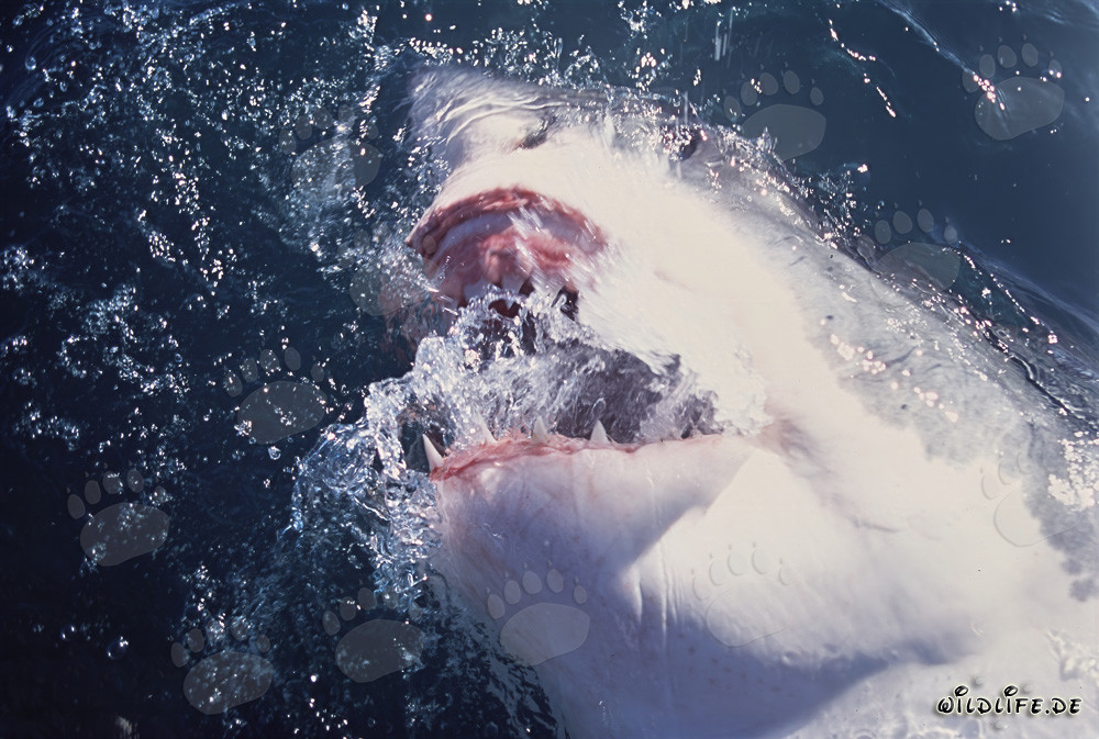 Impresionante tiburón blanco rompe la superficie del mar