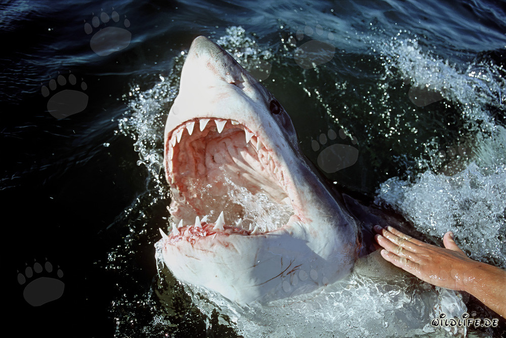 Le fascinant grand requin blanc avec ses impressionnantes dents