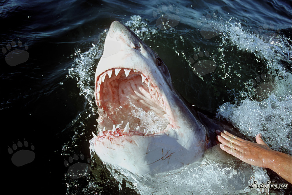 The fascinating great white shark with its impressive jaws