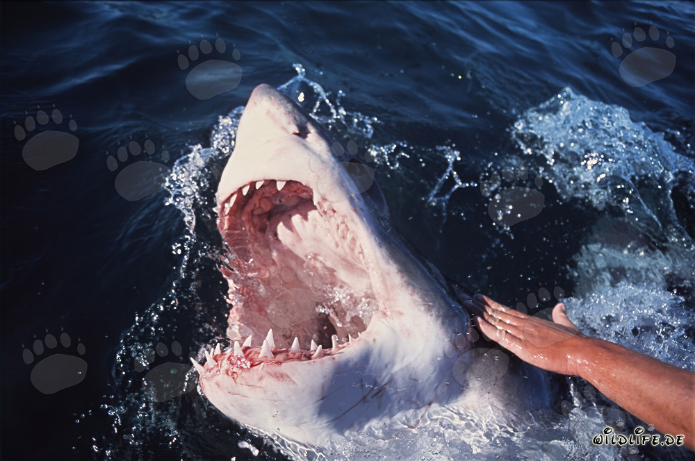 Tiburones blancos: el temido cazador de los mares con dientes afilados