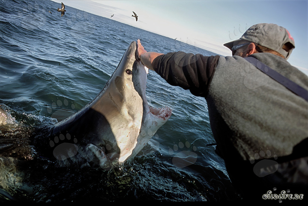 Rencontre fascinante avec un prédateur majestueux, le grand requin blanc