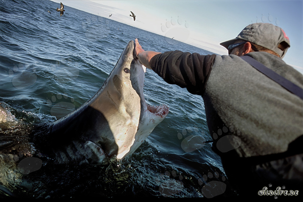 Great White Shark - Fascinating Encounter with a Majestic Predator