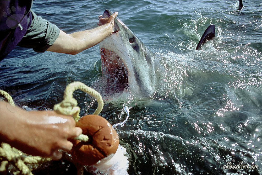 Contact impressionnant avec un grand requin blanc