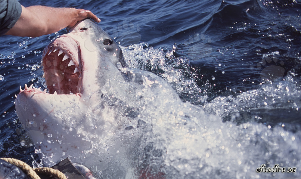 La vue impressionnante du grand requin blanc
