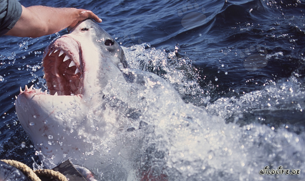 The impressive gaze of the Great White Shark