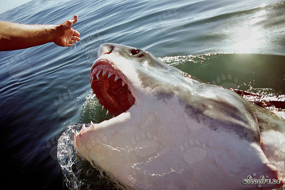Great White Shark staring at the outstretched hand
