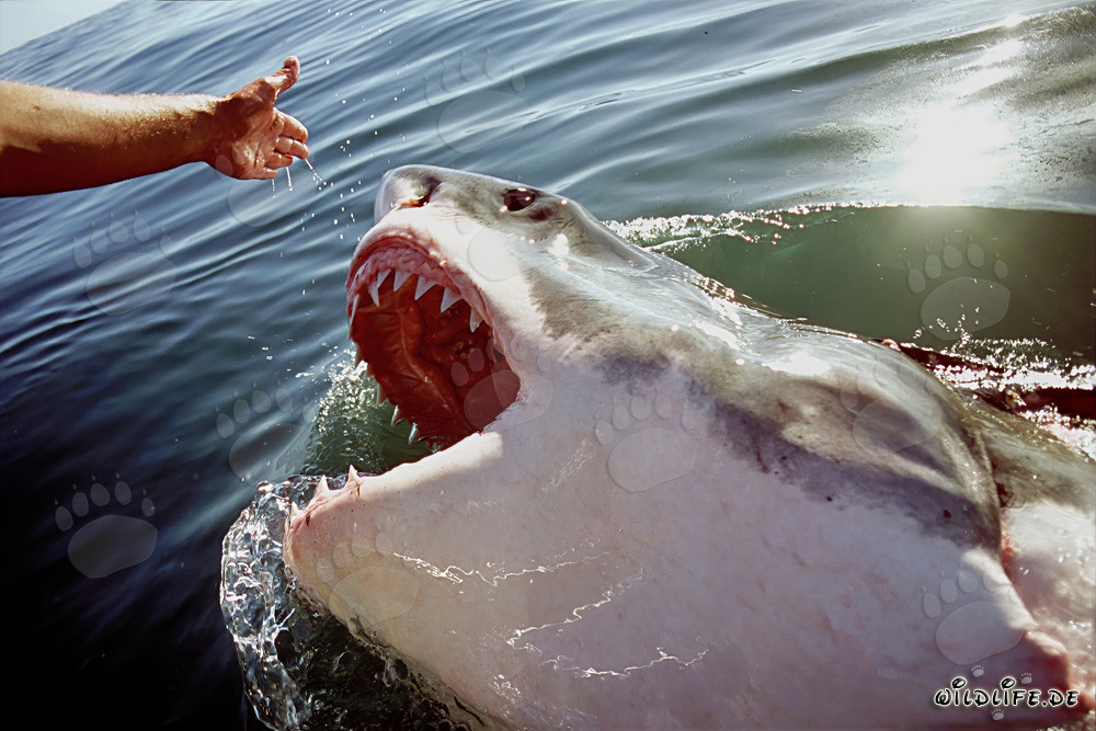 Gran tiburón blanco fijando la mano extendida
