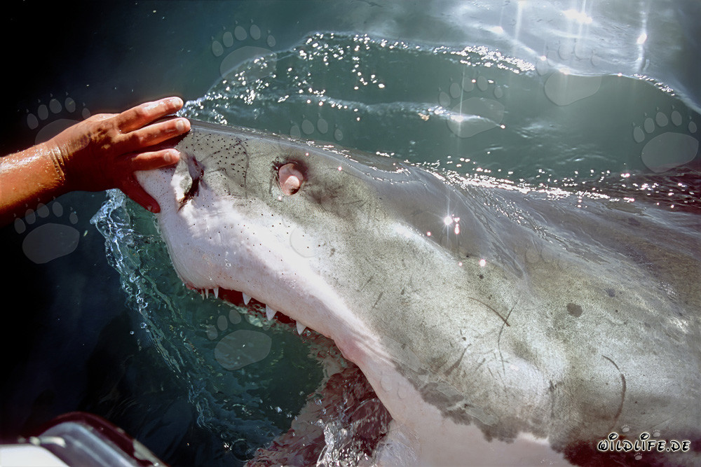 Le grand requin blanc protège ses yeux en les tournant vers l'arrière