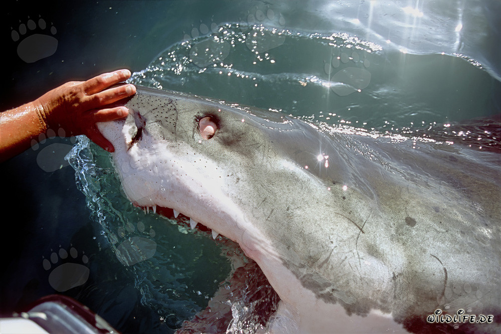 El tiburón blanco protege sus ojos girándolos hacia atrás