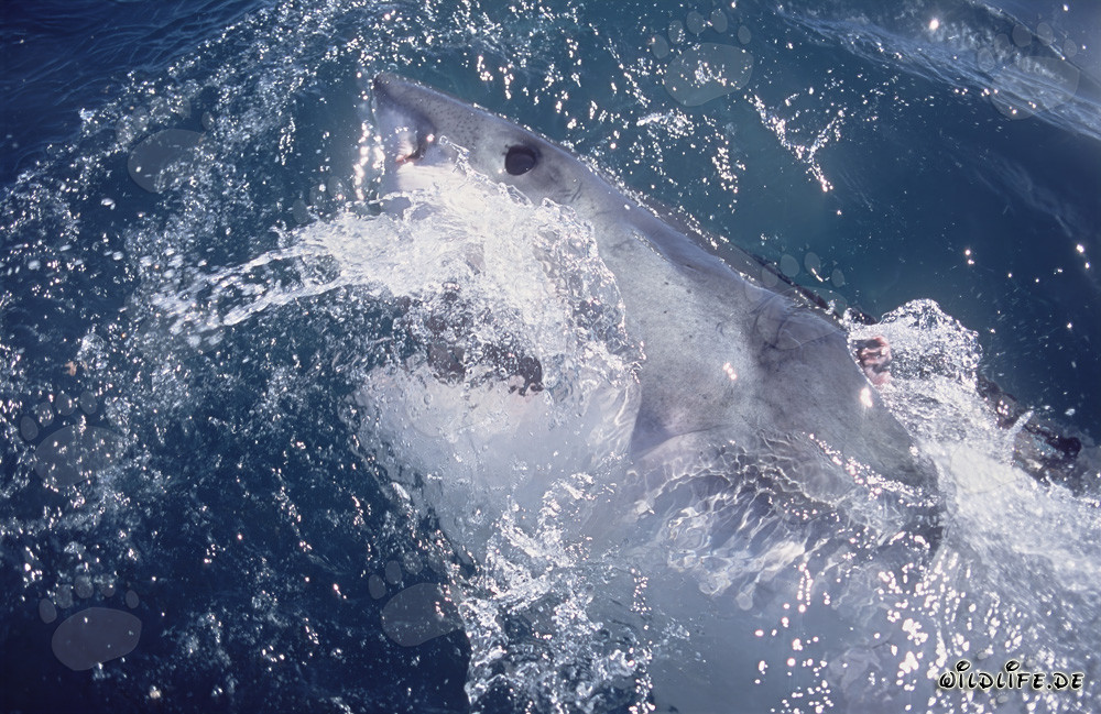 Impressive Eye of the Great White Shark