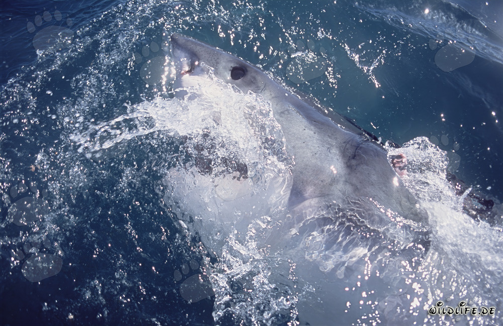 Œil imposant du Grand Requin Blanc