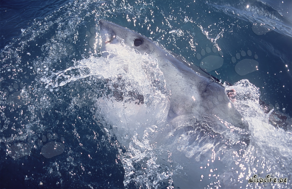 Ojo imponente del Gran Tiburón Blanco