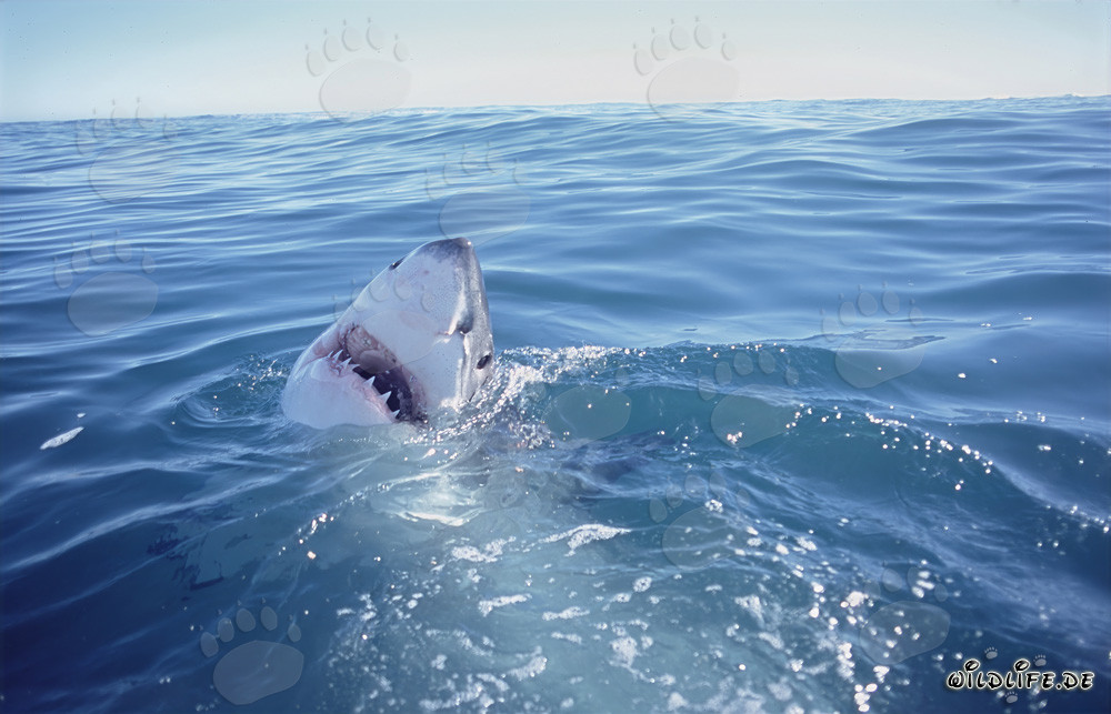 Le grand requin blanc surgit de l'eau