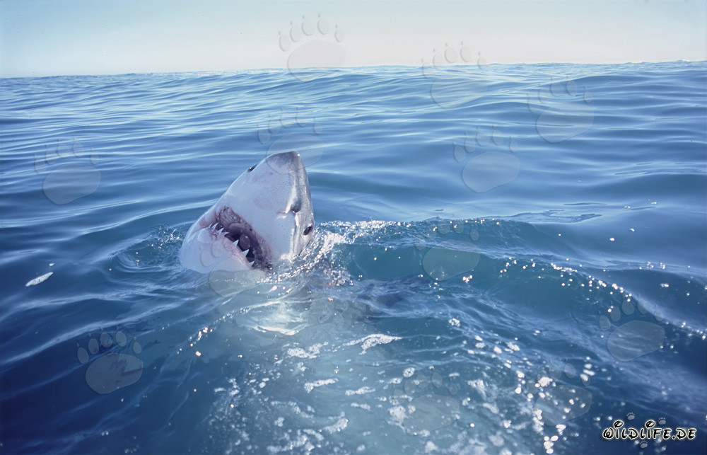 Great white shark emerges from the water