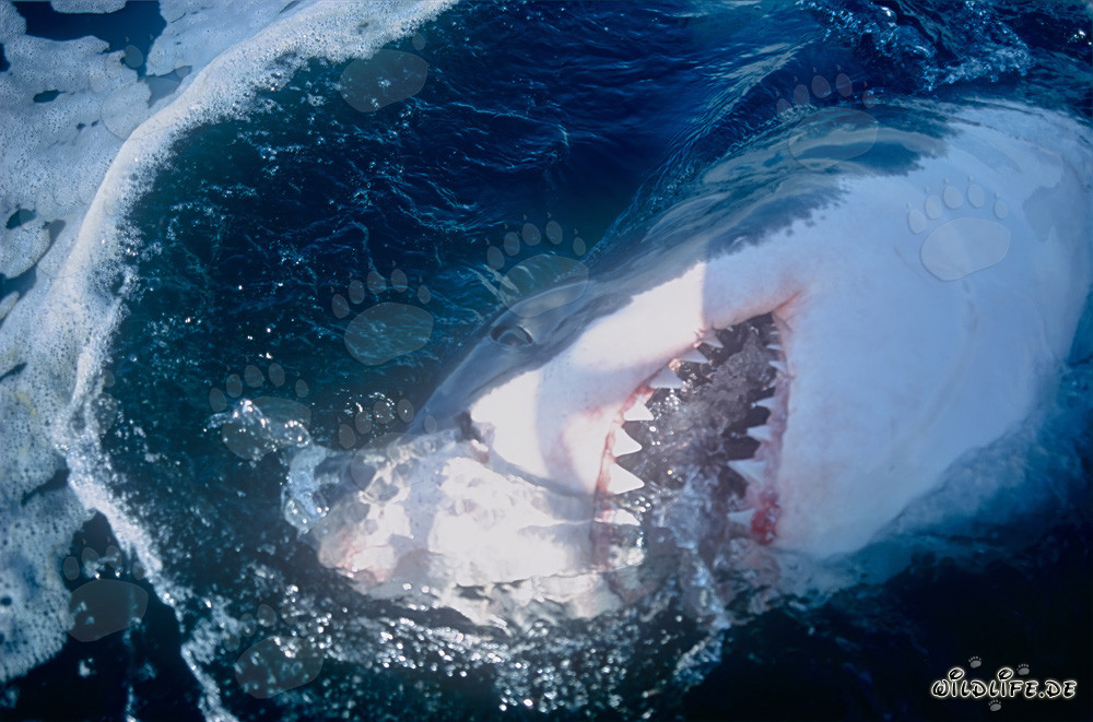 Grand requin blanc avec des dents impressionnantes au large de la côte sud-africaine