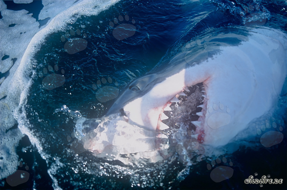 Great white shark with impressive teeth off the coast of South Africa