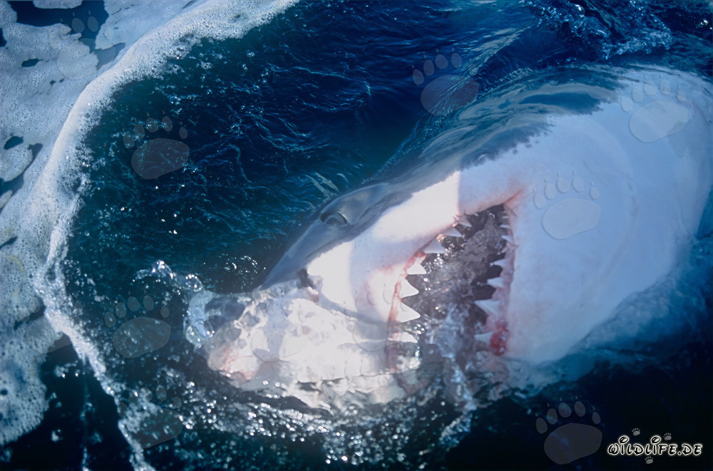 Grande squalo bianco con impressionanti denti davanti alla costa sudafricana