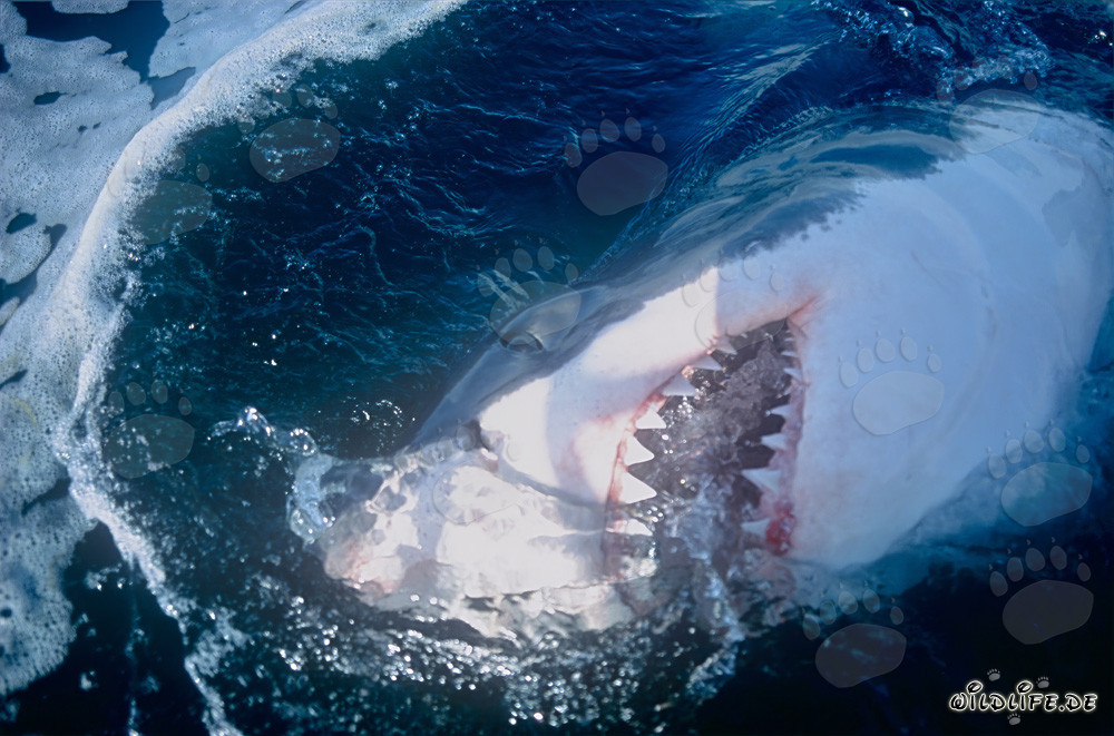 Gran tiburón blanco con impresionantes dientes frente a la costa de Sudáfrica