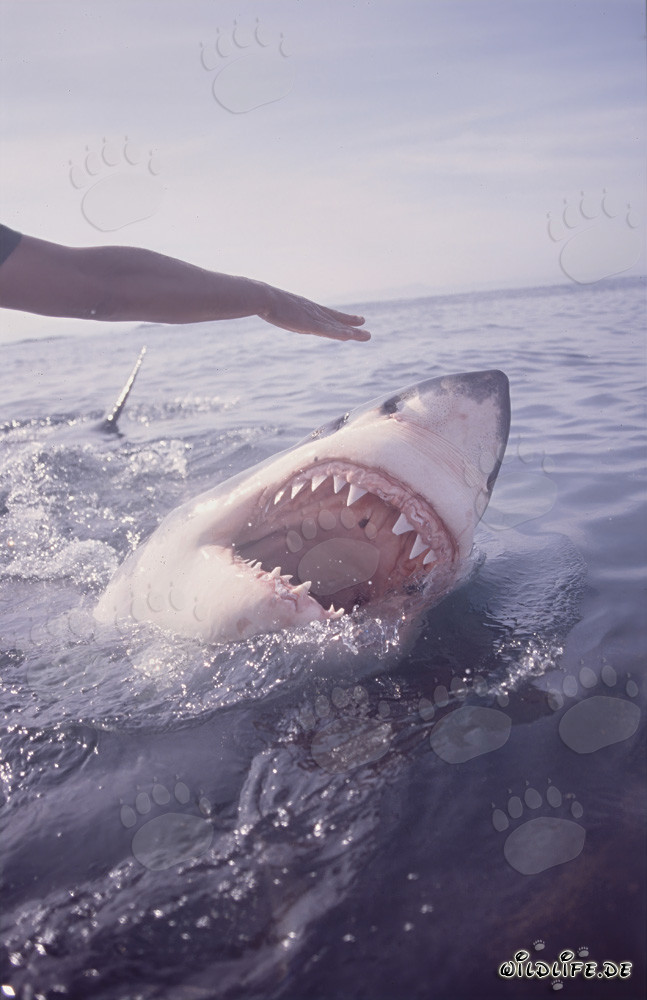 Grand requin blanc avec la gueule ouverte à la surface de l'eau