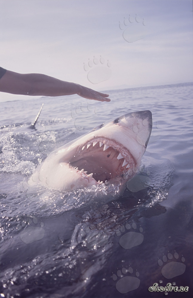 Impressive great white shark with an open mouth on the water surface
