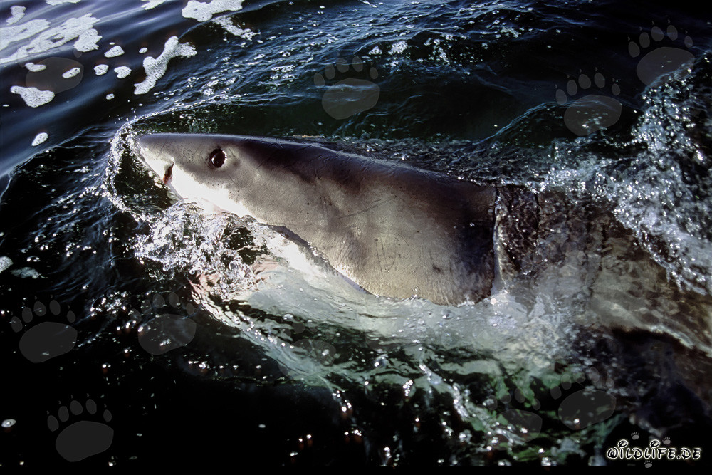 Gran tiburón blanco frente a la costa de Sudáfrica