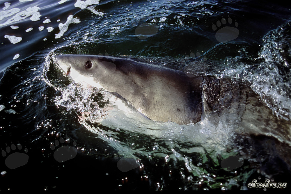 Grand requin blanc au large de la côte sud-africaine