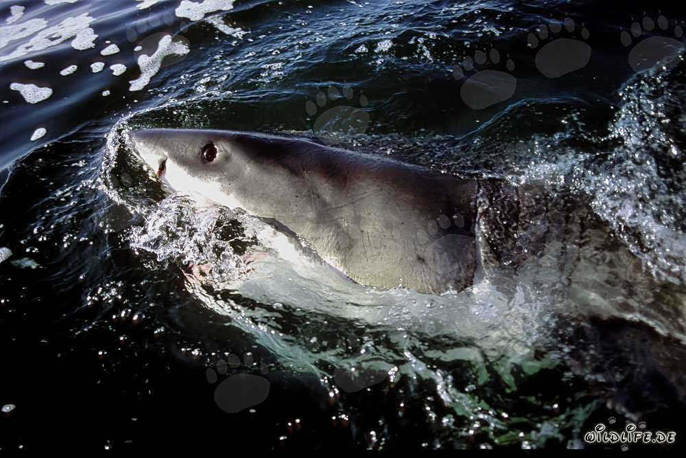 Impressive Great White Shark off the coast of South Africa