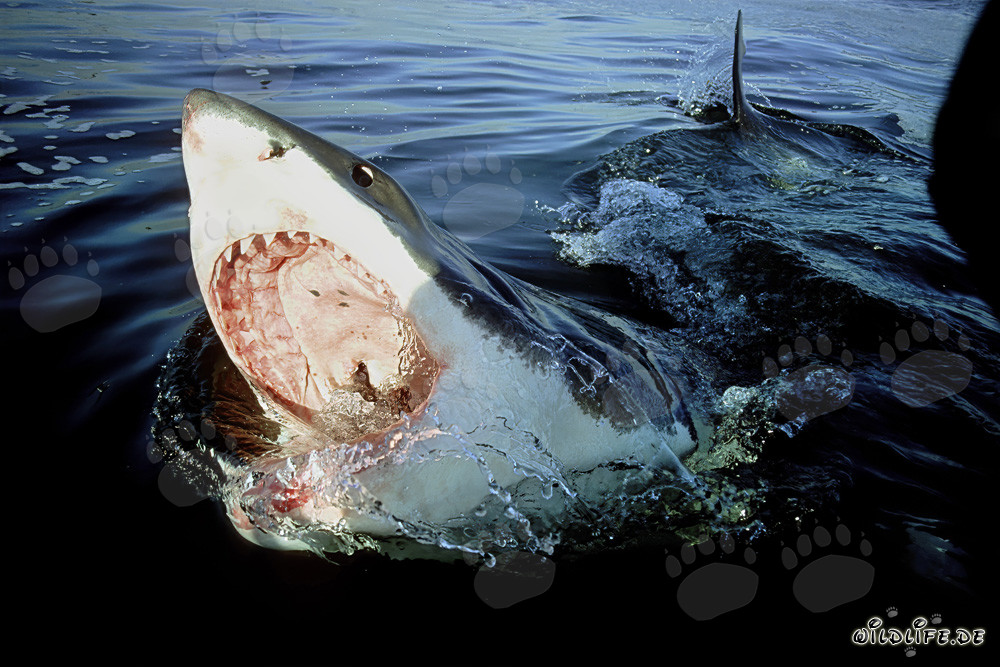 Grand requin blanc impressionnant avec la gueule ouverte à la surface de la mer