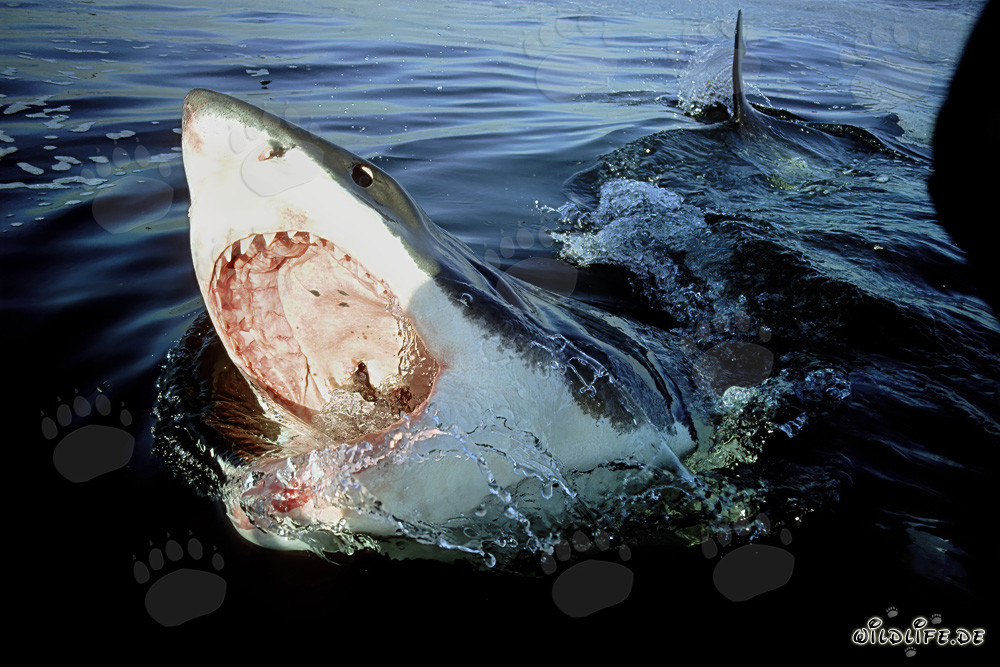 Impressive Great White Shark with open mouth on the sea surface