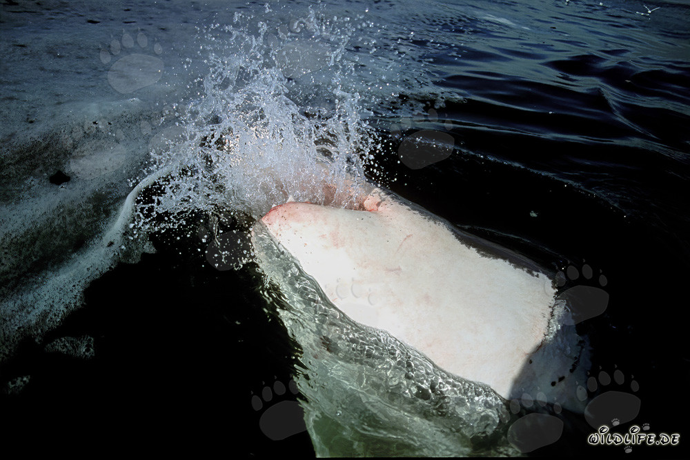 Les grands requins blancs - les majestueux chasseurs des mers
