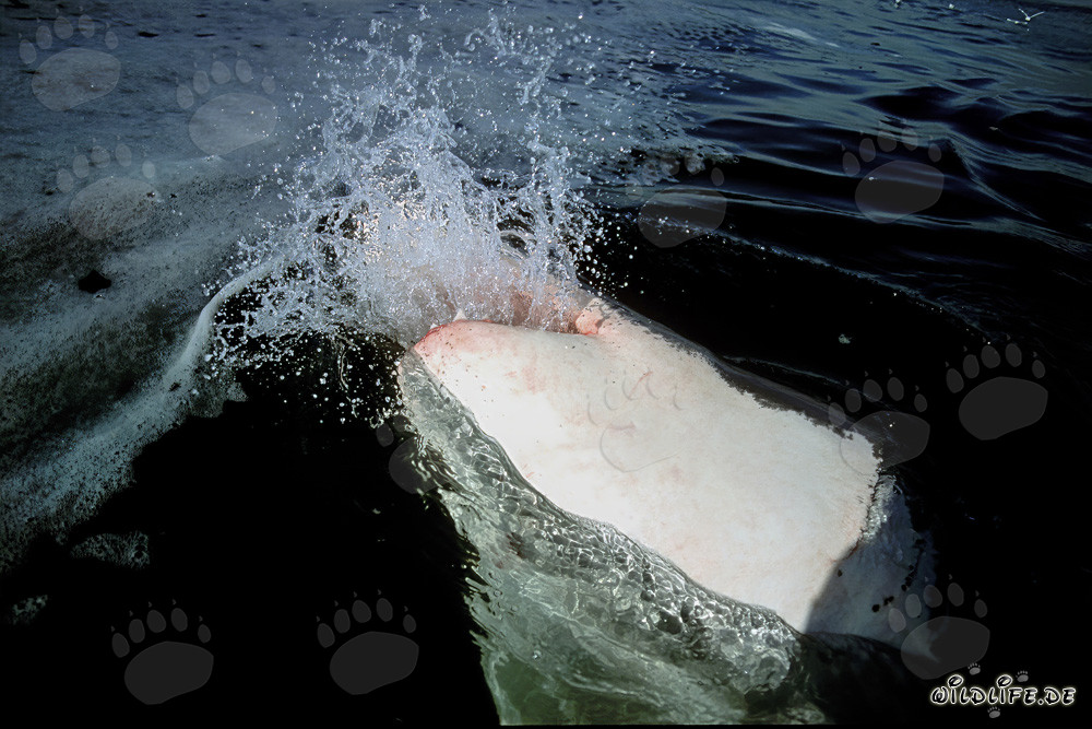 Great White Sharks - Majestic Hunters of the Seas
