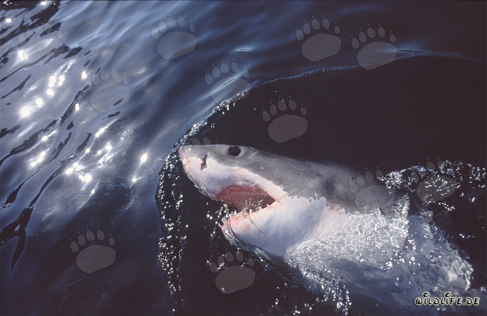 Impressive Great White Shark critically observes the water surface near Gansbaai/South Africa