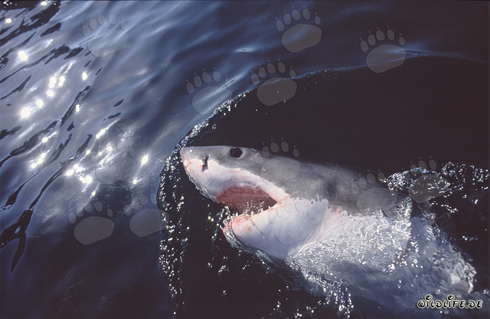 Grand requin blanc impressionnant observant attentivement la surface de l'eau près de Gansbaai/Afrique du Sud
