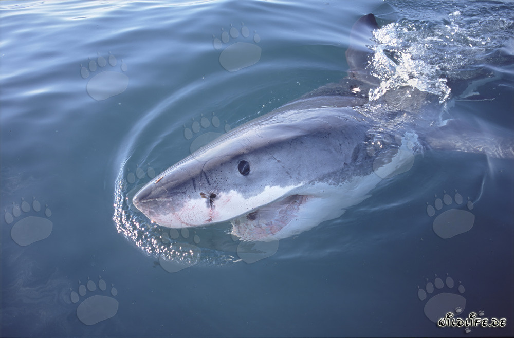 L'œil bleu foncé intense du majestueux Grand Requin Blanc dans la lumière latérale