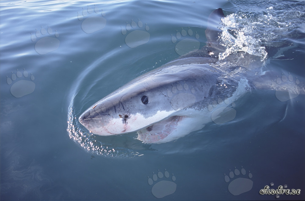 The intense dark blue eye of the majestic Great White Shark in sidelight