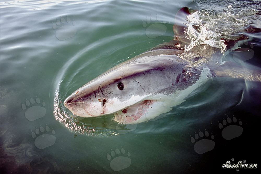 Le grand requin blanc - Un prédateur fascinant des mers