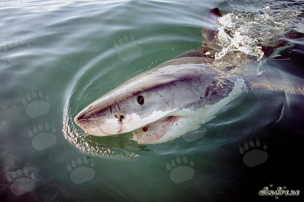 The Majestic Great White Shark - A Fascinating Predator of the Seas